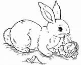 Rabbit Coloring Bunny Pages Printable Kids sketch template