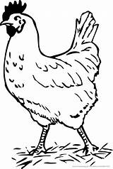 Ausmalbilder Huhn Malvorlage Vögel Tiere sketch template