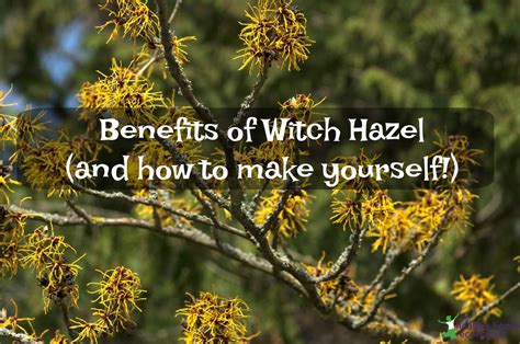 practical benefits    witch hazel