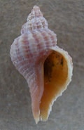Afbeeldingsresultaten voor Amerikaanse oesterboorder dieet. Grootte: 120 x 185. Bron: exota.blogspot.com