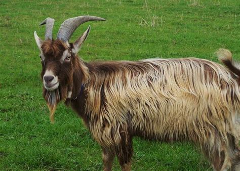 big goat breeds beard style corner