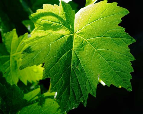vine leaf wallpapers images  pictures backgrounds