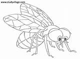 Mosquito Coloring Insects Printable Funny Kids Library Clipart Winged sketch template