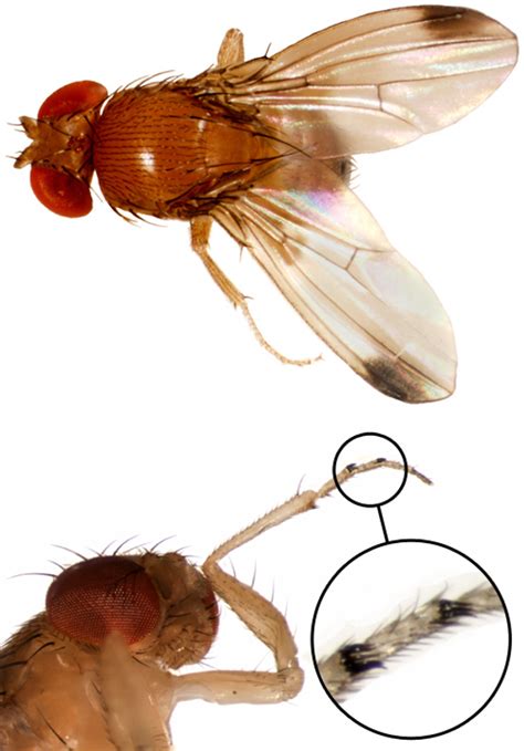 Spotted Wing Drosophila Identification Monitoring And Management In