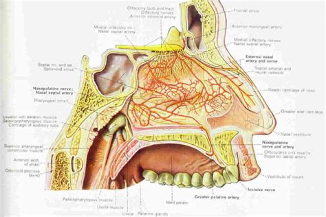 human anatomy nose diagram coordstudenti
