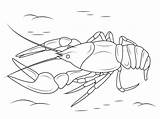 Crustacean Ausmalen Crayfish Crawfish Krebs Colorare Gambero Ausmalbilder Malvorlagen Ausmalbild Flusskrebse Kostenlos Ausdrucken Fische sketch template