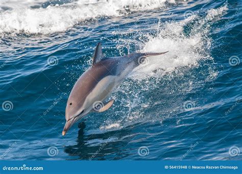 dolphin jumping stock photo image
