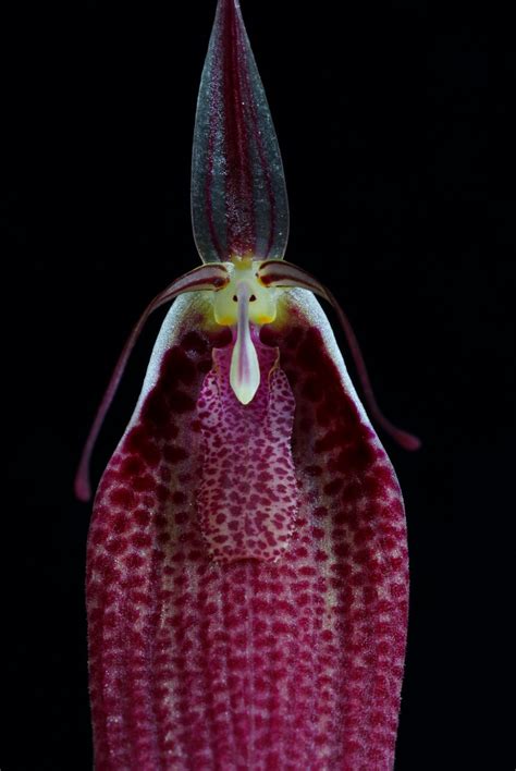 orchids  bloom restrepia sanguinea walter