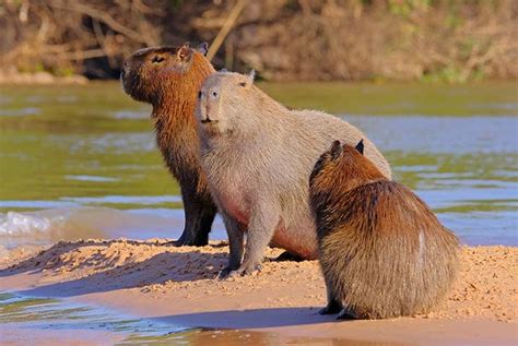 animals    amazon river