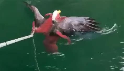 watch octopus vs eagle boing boing