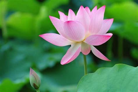 national flower  india lotus  essay