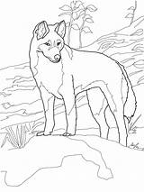 Dingo Coloring Australia Pages Printable Animals Supercoloring Australian Animal Outline Colouring Outback Drawing Kids Print Color Sunday School Horse Dog sketch template