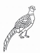 Coloring Pages Pheasant Birds Book Pheasants Animals Sheet Color Printable Recommended sketch template