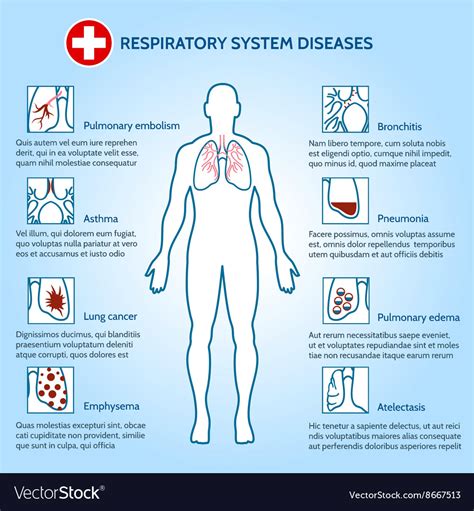 respiratory system diseases royalty  vector image