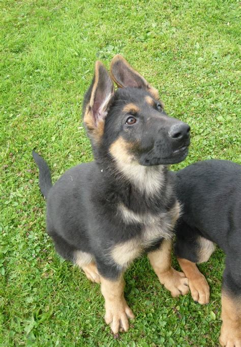 adorable german shepherd puppies  adoption wallpaper dog breeders