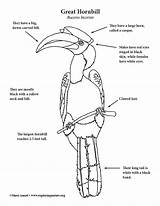 Hornbill sketch template