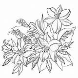 Flower Lily Flowers Outline Drawing Drawings Coloring Pages Outlines Tattoo Lotus Contours Vector Designs Printable Line Floral Sketch Tattoos Color sketch template
