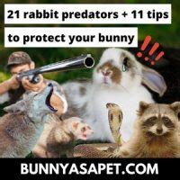 rabbit predators  tips  protect  bunny bunnyasapet