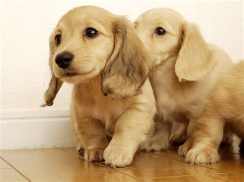 golden retriever puppies wallpaper funny animal