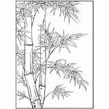 Bamboo Drawing Large Coloring Drawings Plant Rubber Flower Tutorials Choose Board Asian Pages Quantity sketch template