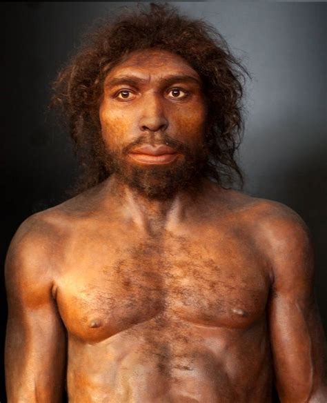 homo sapiens neandertal sucesor del homo erectus  antecesor del homo
