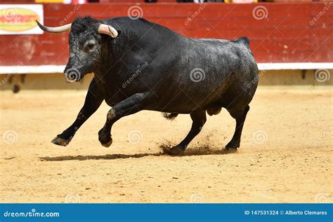 spanischer stier  der spanischen stierkampfarena stockfoto bild von gesicht gefahr