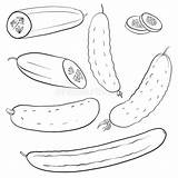 Drawing Cucumbers sketch template