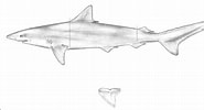 Afbeeldingsresultaten voor "rhizoprionodon Porosus". Grootte: 185 x 100. Bron: www.researchgate.net