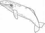 Whale Coloring Blue Drawing Bowhead Getdrawings sketch template