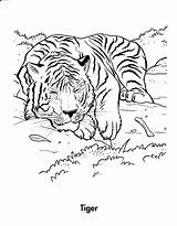 Tiger Coloring Pages Printable Tigers Kids Jungle Animal Forest Habitat Clipart Color Drawing Print Adult Adults Wild Colouring Resting Animals sketch template