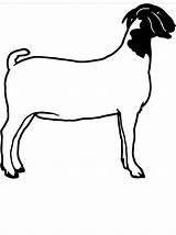 Boer Goat Goats Drawing Drawings Sketches Animal sketch template
