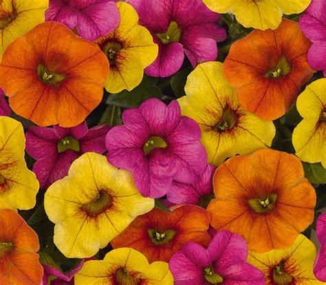 20 confetti garden trio hawaiian kalani mix live plants plugs diy planters 411 bountifulplants