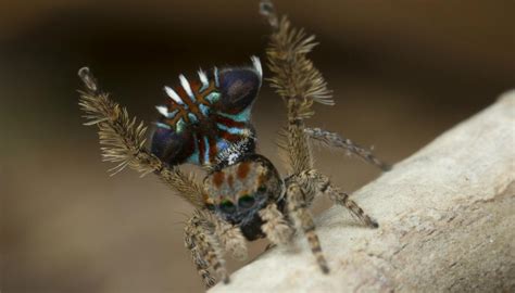 Dazzling New Peacock Spider Species Discovered Newshub