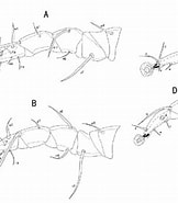 Image result for "cranocephalus Scleroticus". Size: 162 x 185. Source: www.researchgate.net