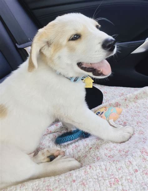 month  great pyrenees lab mix great pyrenees animals