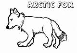 Fox Arctic Coloring Pages Print Animal sketch template