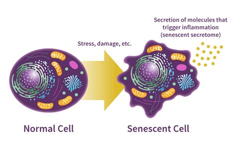 cellular senescence hold secrets  healthier aging
