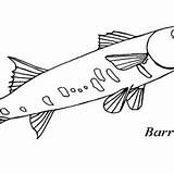 Barracuda Coloring Sharp Teeth Fish Getcolorings Pages Find Color Getdrawings Drawing sketch template