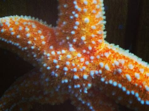 common starfish british diver