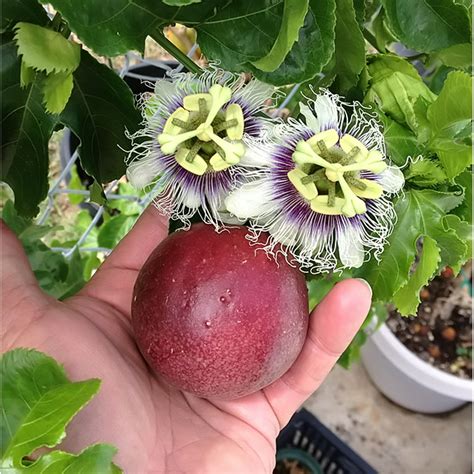 Red Rover Passion Fruit Vine – Edible Passion Fruit Live Plant
