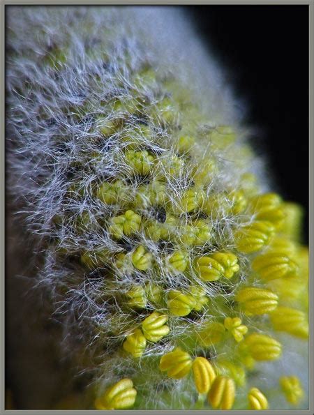 a close up view of the pussy willow