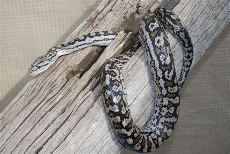inland carpet python facts  pictures