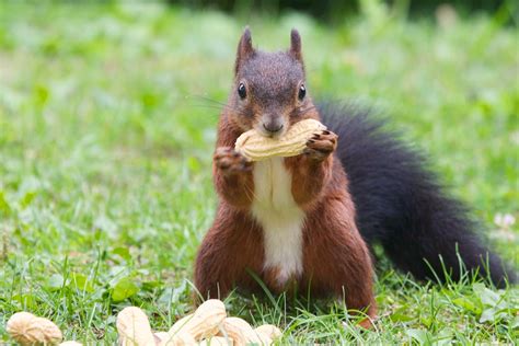 squirrels eat animal sake