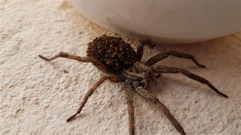 deutscher entdeckt grosse spinne  mallorca garten