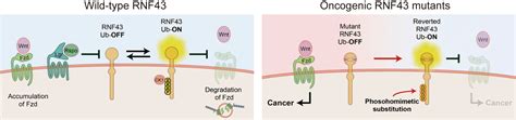 molecular basis underlying colorectal cancer revealed hokkaido university