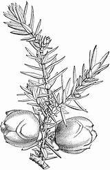 Juniperus Drupacea Juniper Fruiting sketch template