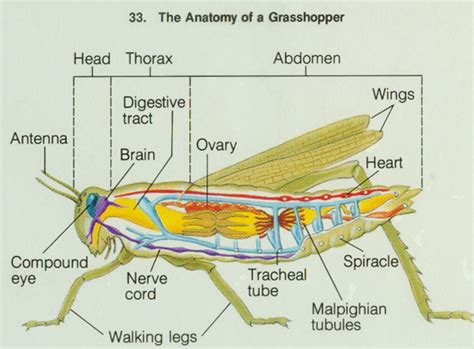 grasshopper internal anatomy diagram  wiring diagram