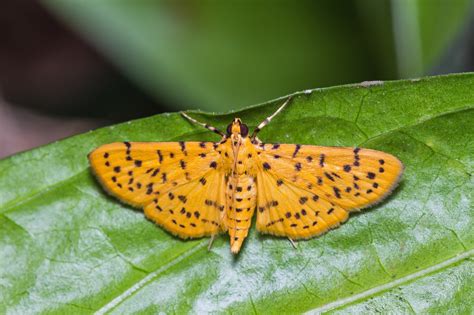 Red Light Put Moths In The Mood – Science And Research News Frontiers