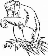 Coloring Chimpanzee Getcolorings Printable sketch template