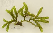 Afbeeldingsresultaten voor "icosaspis Serrulata". Grootte: 171 x 106. Bron: biogeodb.stri.si.edu